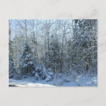 Sneeuw bedekt kerstbomen Blank Post Kaart