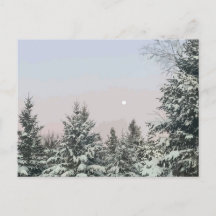 Sneeuw bedekt met pijnbomen
