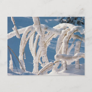 sneeuw bedekt met twijgen briefkaart