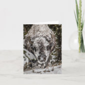 Sneeuw bedekte bizon Grand Teton kaart (Voorkant)