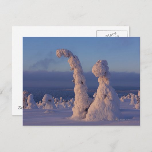Sneeuw bedekte bomen in Lappland Briefkaart (Voorkant / Achterkant)