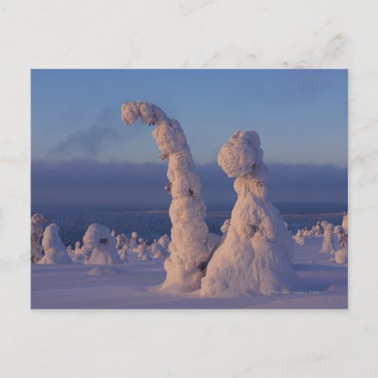 Sneeuw bedekte bomen in Lappland Briefkaart (Voorkant)