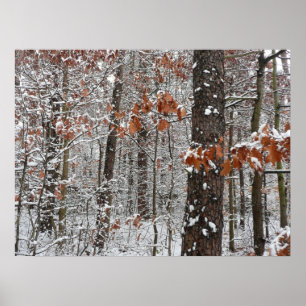Sneeuw bedekte eikenbomen Winter natuur fotografie Poster
