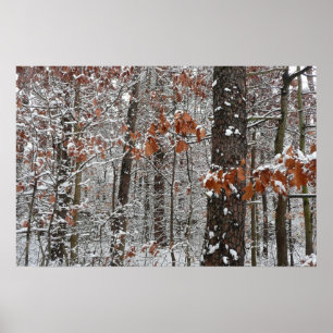 Sneeuw bedekte eikenbomen Winter natuur fotografie Poster