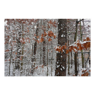 Sneeuw bedekte eikenbomen Winter natuur fotografie Poster