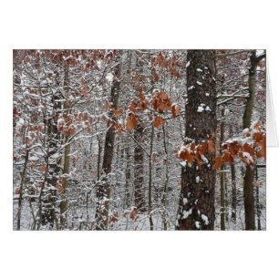 sneeuw bedekte eikenbomen WinterNatuur fotografie