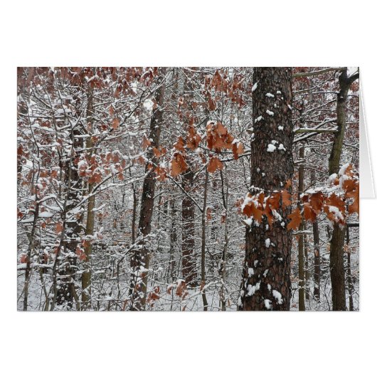 sneeuw bedekte eikenbomen WinterNatuur fotografie (Voorkant Horizontaal)