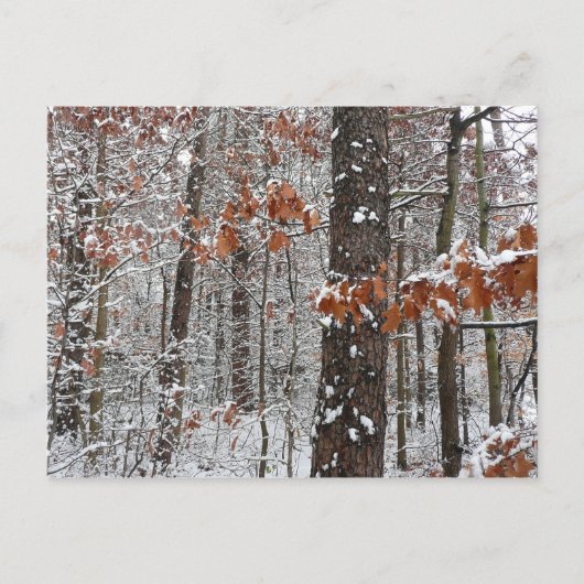 sneeuw bedekte eikenbomen WinterNatuur fotografie Briefkaart (Voorkant)