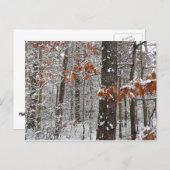 sneeuw bedekte eikenbomen WinterNatuur fotografie Briefkaart (Voorkant / Achterkant)