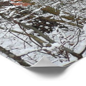 sneeuw bedekte eikenbomen WinterNatuur fotografie Poster (Hoek)