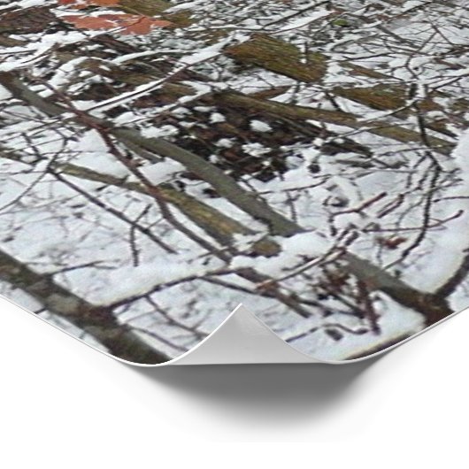 sneeuw bedekte eikenbomen WinterNatuur fotografie Poster (Hoek)