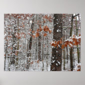 sneeuw bedekte eikenbomen WinterNatuur fotografie Poster (Voorkant)