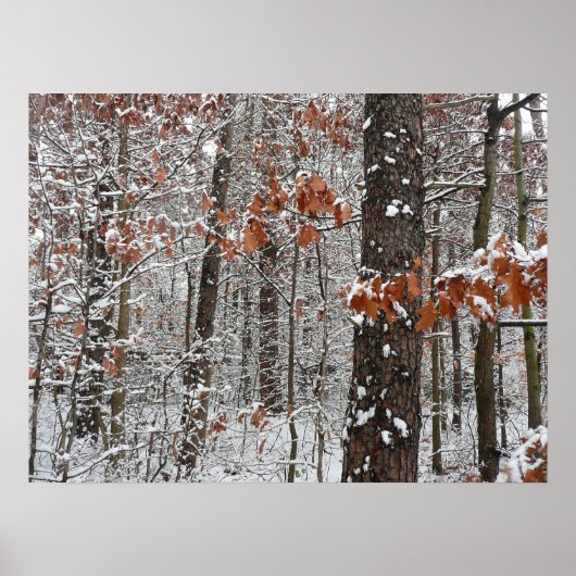 sneeuw bedekte eikenbomen WinterNatuur fotografie Poster (Voorkant)