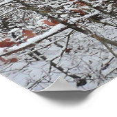sneeuw bedekte eikenbomen WinterNatuur fotografie Poster (Hoek)