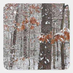 sneeuw bedekte eikenbomen WinterNatuur fotografie Vierkante Sticker