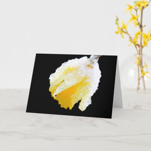 Sneeuw bedekte gele narcis vroege lente blanco kaart (Gele Bloem)