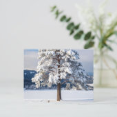 Sneeuw bedekte pijnboom briefkaart (Staand voorkant)