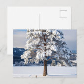 Sneeuw bedekte pijnboom briefkaart (Voorkant / Achterkant)