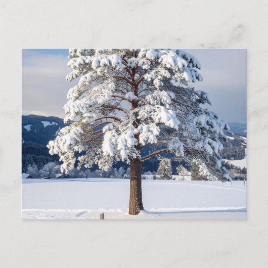 Sneeuw bedekte pijnboom briefkaart (Voorkant)
