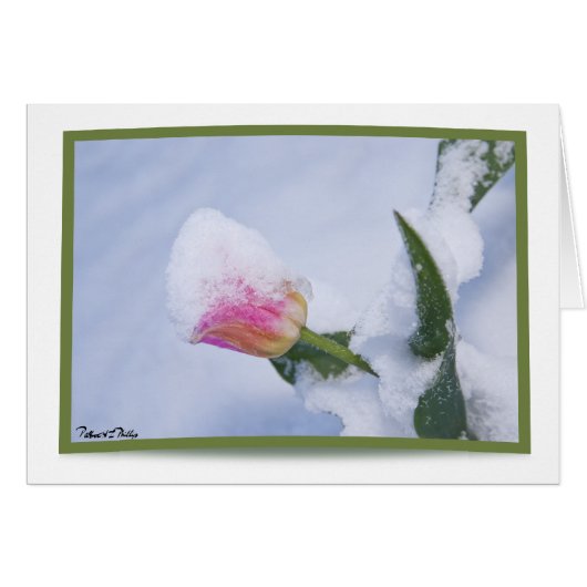 Sneeuw Bedekte Roze Tulp (Voorkant Horizontaal)