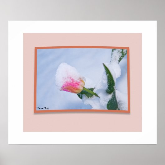 Sneeuw bedekte roze tulp poster (Voorkant)