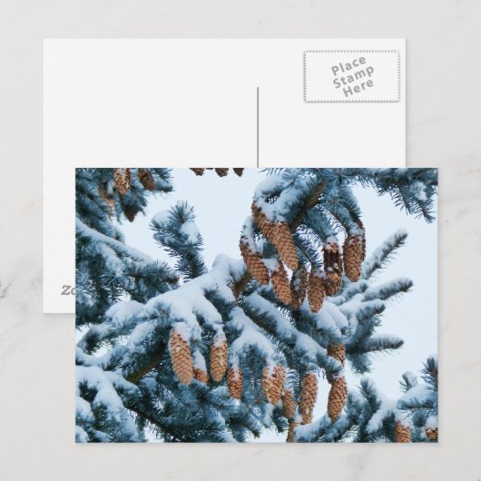 Sneeuw bedekte sparren Boughs en Pinecones Briefkaart (Voorkant / Achterkant)