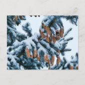 Sneeuw bedekte sparren Boughs en Pinecones Briefkaart (Voorkant)