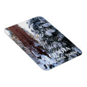 Sneeuw bedekte takken Winter Sequoia National Park Magneet (Rechterzijde)