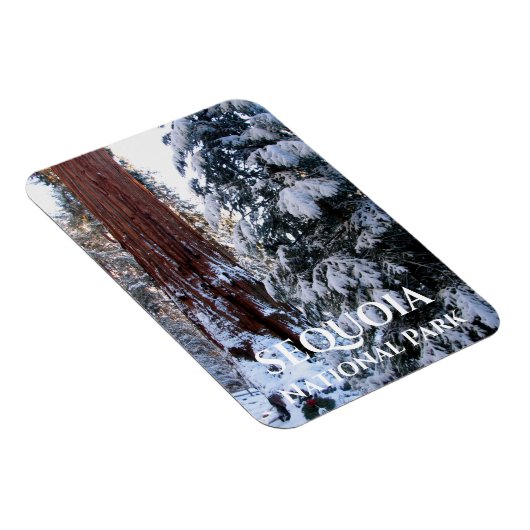 Sneeuw bedekte takken Winter Sequoia National Park Magneet (Rechterzijde)