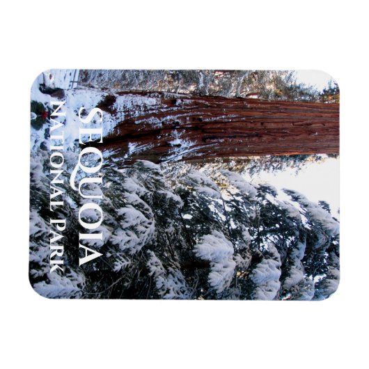Sneeuw bedekte takken Winter Sequoia National Park Magneet (Horizontaal)