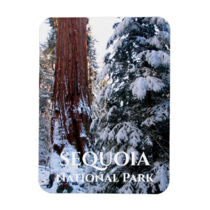 Sneeuw bedekte takken Winter Sequoia National Park Magneet