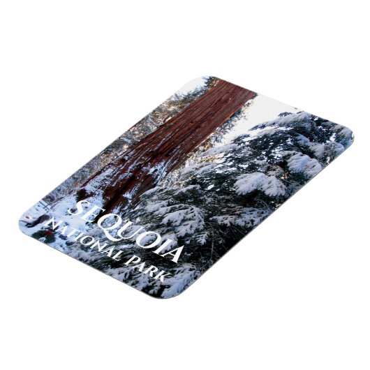 Sneeuw bedekte takken Winter Sequoia National Park Magneet (Linkerzijde)