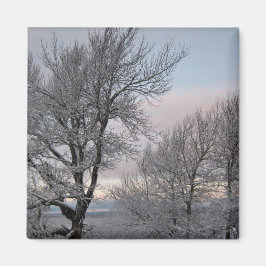 Sneeuw Behandelde Takken Magneet