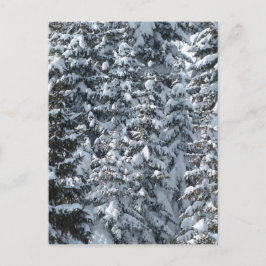 Sneeuw Dennenboom Textuur Briefkaart