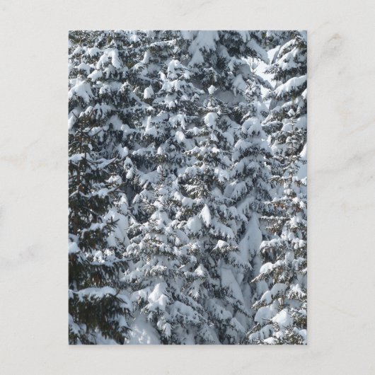 Sneeuw Dennenboom Textuur Briefkaart (Voorkant)