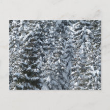 Sneeuw Dennenboom Textuur