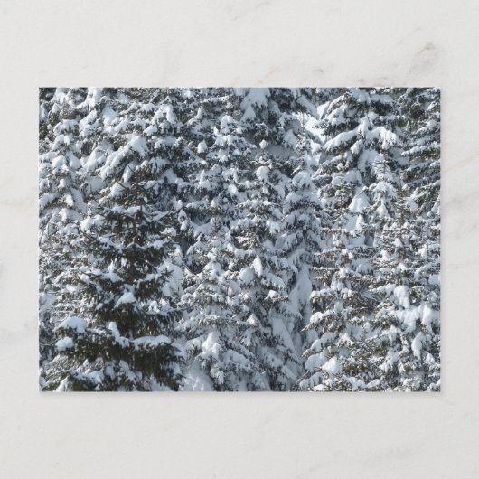 Sneeuw Dennenboom Textuur Briefkaart (Voorkant)