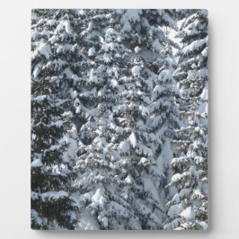Sneeuw Dennenboom Textuur Fotoplaat