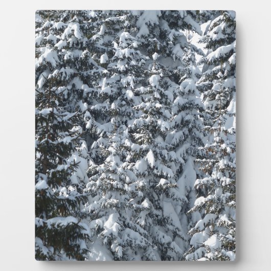 Sneeuw Dennenboom Textuur Fotoplaat (Voorkant)