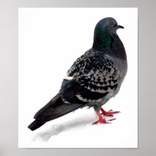 Sneeuw en duif poster