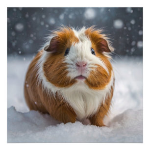 Sneeuw Guinee Pig Foto Afdruk