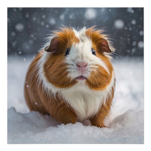 Sneeuw Guinee Pig Foto Afdruk (Voorkant)