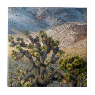 sneeuw in de doodvallei tegeltje