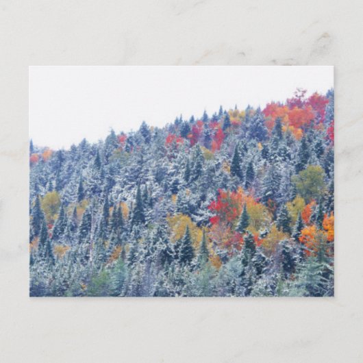 Sneeuw in de herfst briefkaart (Voorkant)
