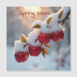 Sneeuw in de lente op rode appels