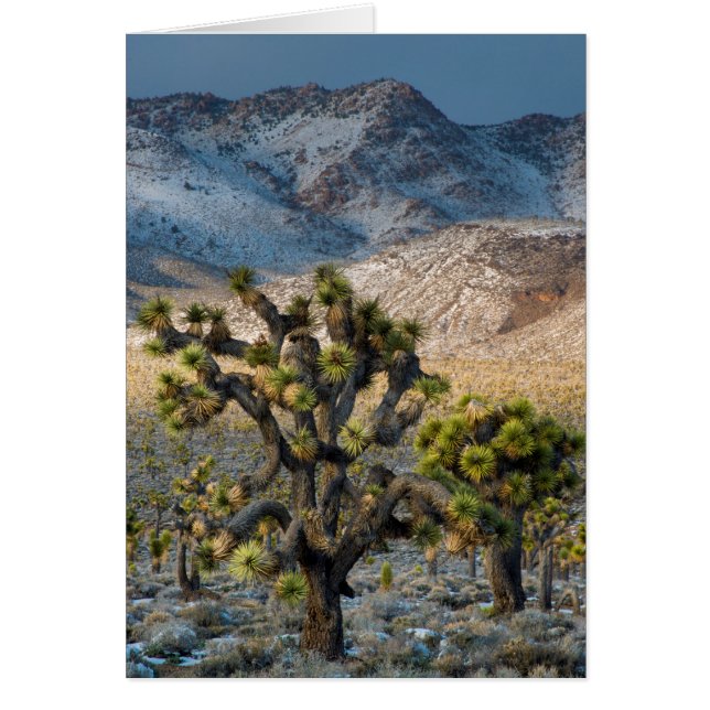 Sneeuw in Death Valley (Voorkant)