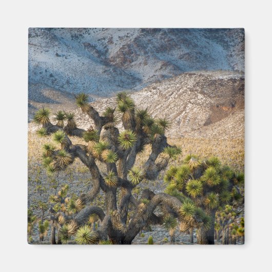 Sneeuw in Death Valley Magneet (Voorkant)