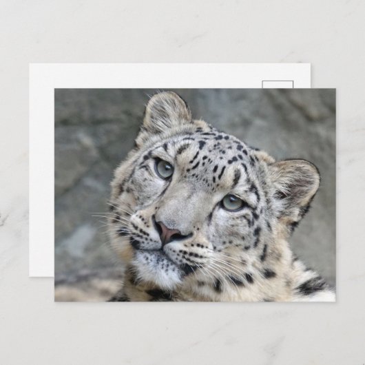 Sneeuw Leopard Closeup Face Briefkaart (Voorkant / Achterkant)