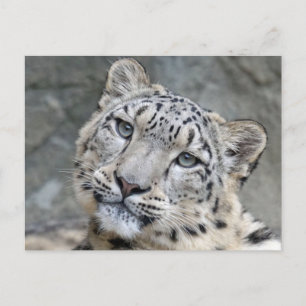 Sneeuw Leopard Closeup Face Briefkaart