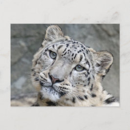 Sneeuw Leopard Closeup Face Briefkaart